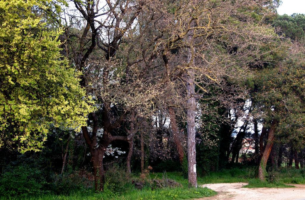 Apartmani Alma Pula Exterior photo